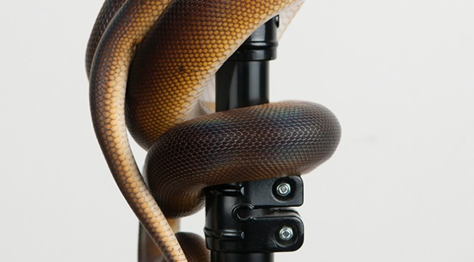 WHITE LIP PYTHON AT MY STUDIO