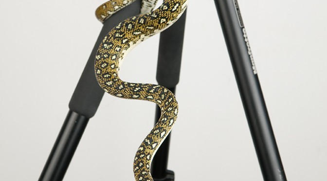 DIAMOND CARPET PYTHON AT MY STUDIO