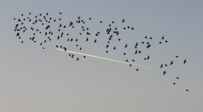 DANCING FLOCK OF STARLINGS #2