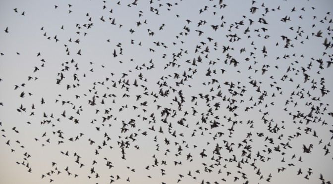 DANCING FLOCK OF STARLINGS