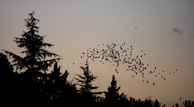 DANCING FLOCK OF STARLINGS #3