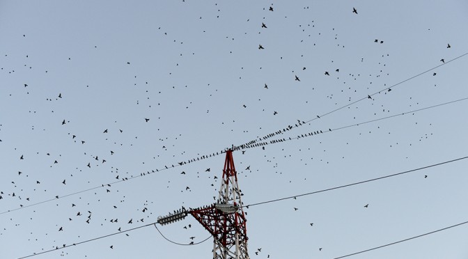 DANCING FLOCK OF STARLINGS PART 2