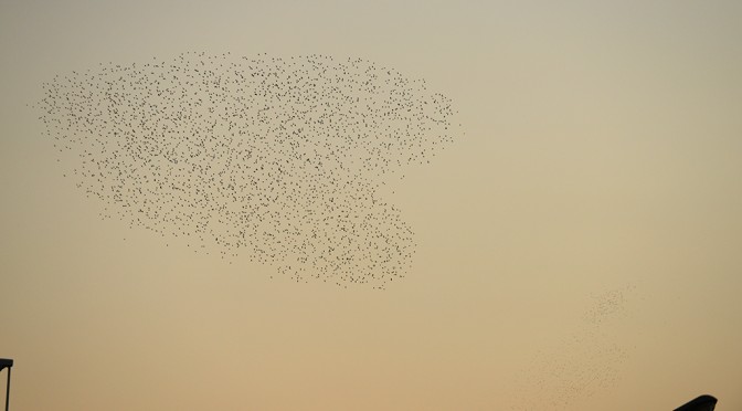 HEART IN THE DANCING