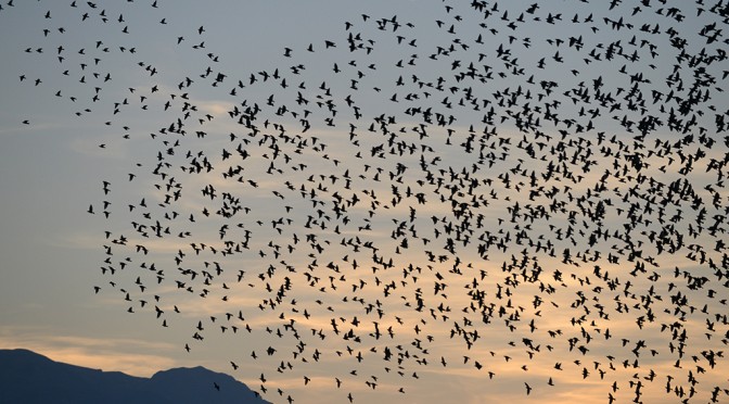 DANCING FLOCK OF STARLINGS PART 2 #2