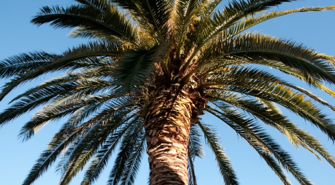 Palm tree on a sunny day
