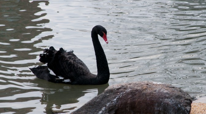 BLACK SWAN