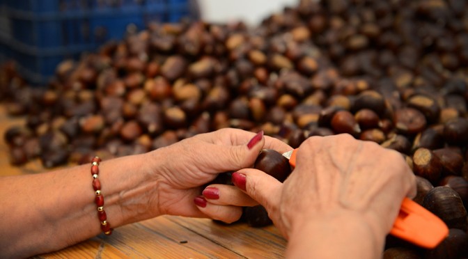 PREPARATION OF CHESTNUTS FOR BORGO RURALE 2013