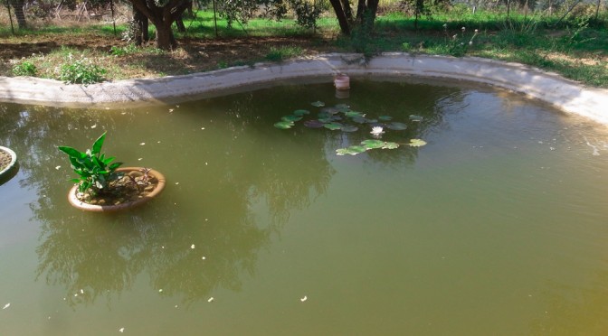 WATER LILY IN THE POND