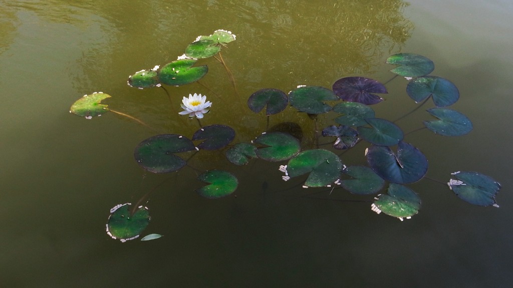WATER LILY IN THE POND #2