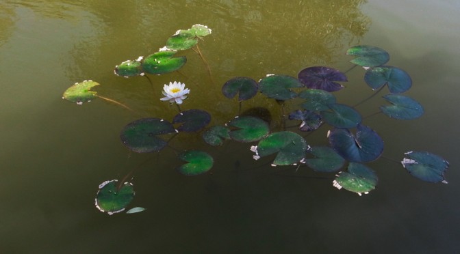 WATER LILY IN THE POND #2