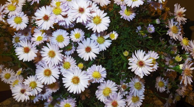 DAISIES