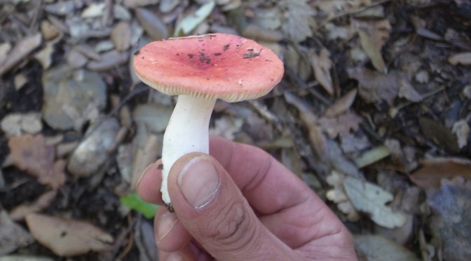 RED MUSHROOM