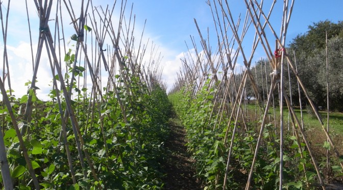 BEANS ABOVE THE FOSSO DEL DIAVOLO