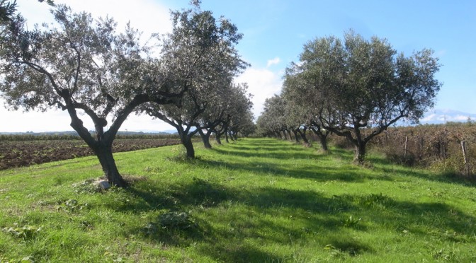 OLIVE TREES ABOVE THE FOSSO DEL DIAVOLO