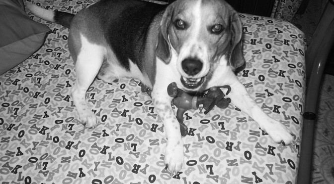 SMEAGOL THE DOG AND HIS TOYS