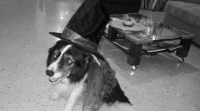 COLEMAN THE DOG AT CIRCOLO PICKWICK AFTER HALLOWEEN