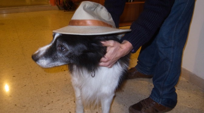 COLEMAN THE DOG AT CIRCOLO PICKWICK