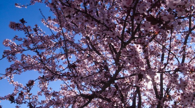 SPRING, THE DAY AFTER