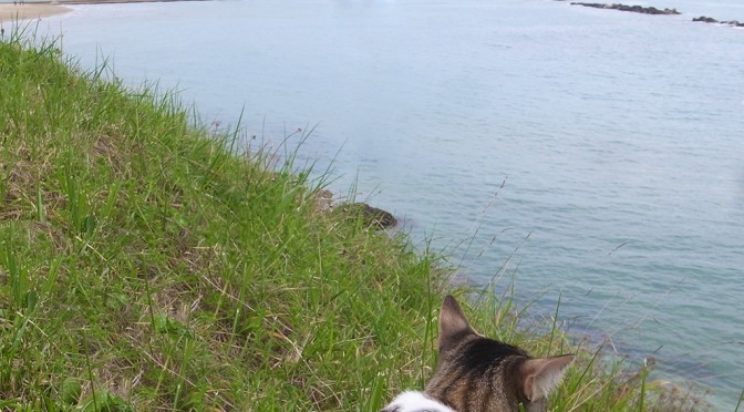 SAN VITO AND THE CAT