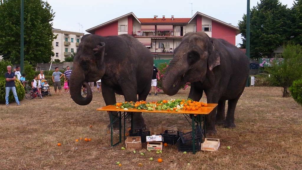 Snack to Elephants