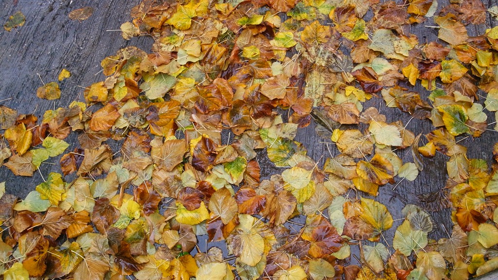 Dry leaves and wet
