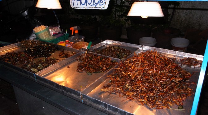 Some grasshoppers, cockroaches and scorpions for food, photo 10 bat