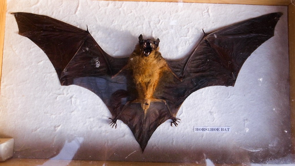 Horsehoe bat