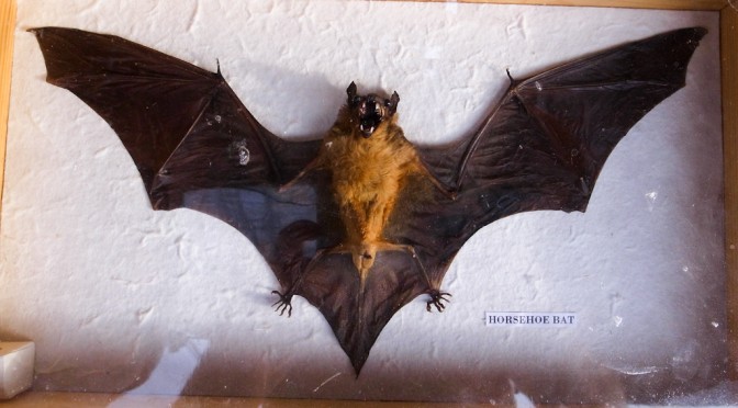 Horsehoe bat