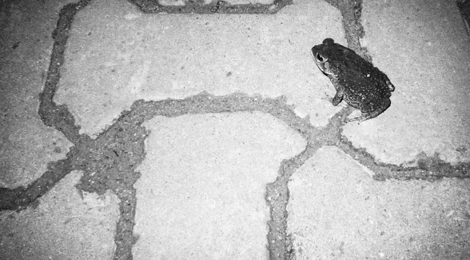 Small toad after the rain