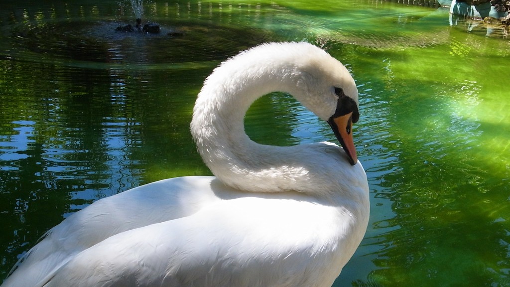 Swan in the public garden