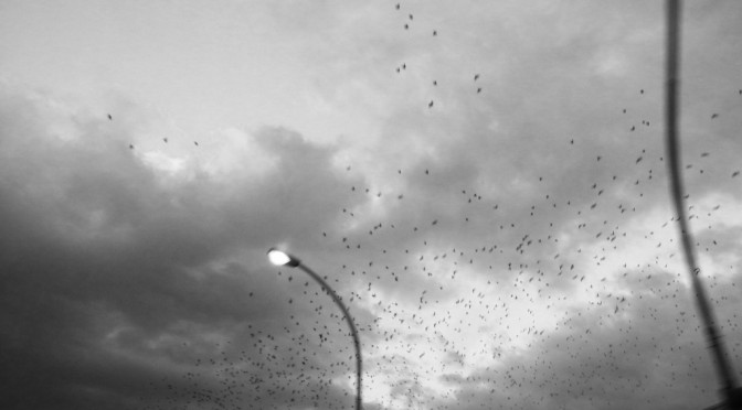 Migrating birds