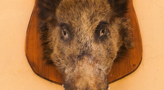 Boar at the entrance of Norcia