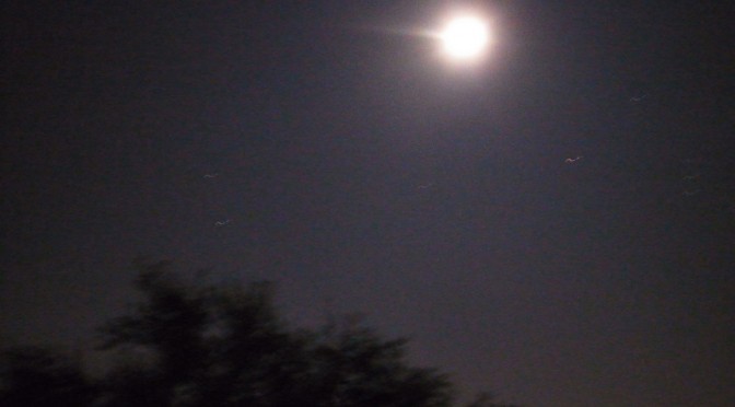 Moonlight last night